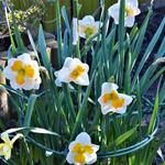 Narcissus 'Tricollet' - 