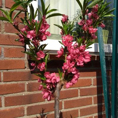 Prunus persica var. nucipersica 'Silver Prolific' - 