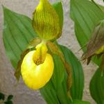 Cypripedium parviflorum - 