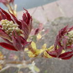 Aesculus pavia var. discolor 'Koehnei' - 