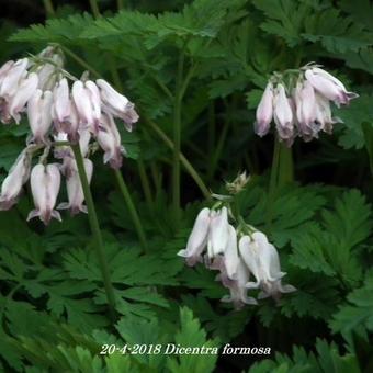 Dicentra formosa