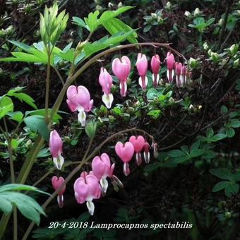 Lamprocapnos spectabilis