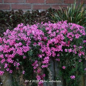 Phlox subulata