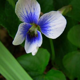 Viola sororia f. priceana