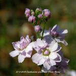 Cardamine pratensis 'Flore Pleno' - 