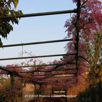 Wisteria sinensis 'Amethyst'