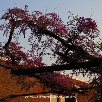 Wisteria sinensis 'Amethyst'