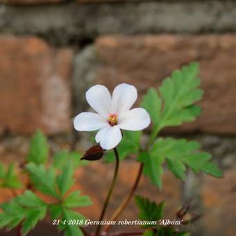 Geranium robertianum 'Album'