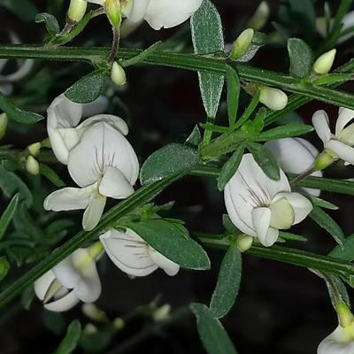 Cytisus x praecox 'Albus'