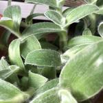 Tradescantia sillamontana - 