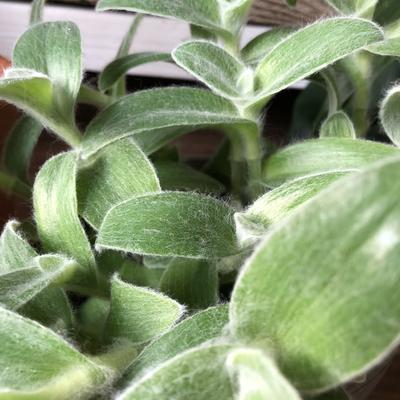 Tradescantia sillamontana - 