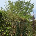 Platanus orientalis 'Minaret'  - 