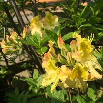 Rhododendron 'Lapwing'