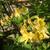 Rhododendron 'Lapwing'