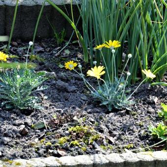 Argyranthemum frutescens