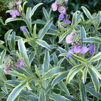 Erysimum linifolium 'Variegatum Peach'