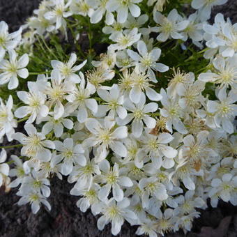 Clematis 'Emerald Dream'