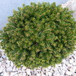 Picea abies ‘Van Bemmel’s Dwarf’  - 