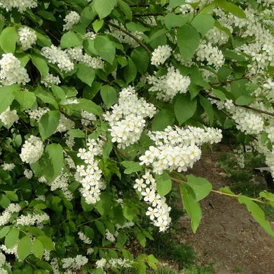 Gewöhnliche Traubenkirsche - Prunus padus