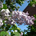 Syringa vulgaris (lila) - 