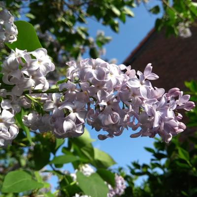 Syringa vulgaris (lila) - 