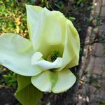 Magnolia denudata 'Yellow River' - 