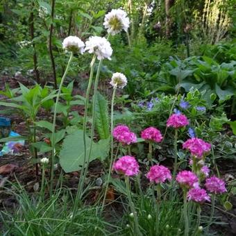 Armeria maritima