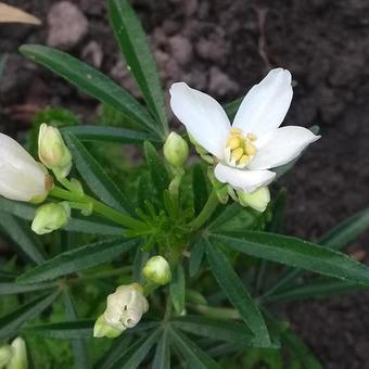 Choisya ternata 'Aztec Pearl'