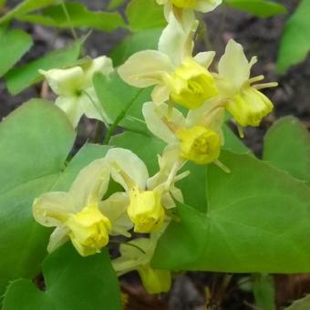 Epimedium x versicolor  'Sulphureum'