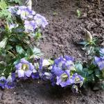 Gentiana scabra 'Blue Heart' - 