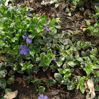 Vinca minor 'Ralph Shugert' - Vinca minor 'Ralph Shugert'