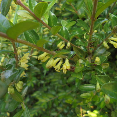 Lonicera nitida 'Elegant' - Lonicera nitida 'Elegant'