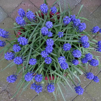 Muscari armeniacum 'Bling Bling'