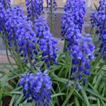 Muscari armeniacum 'Bling Bling' - 