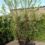 Prunus serrula - Prunus serrula