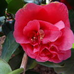 Camellia japonica 'Lady Campbell' - 