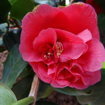 Camellia japonica 'Lady Campbell'