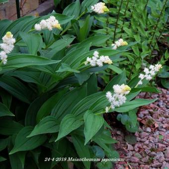 Maianthemum japonicum