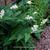 Maianthemum japonicum