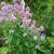 Hesperis matronalis 'Purpurea'