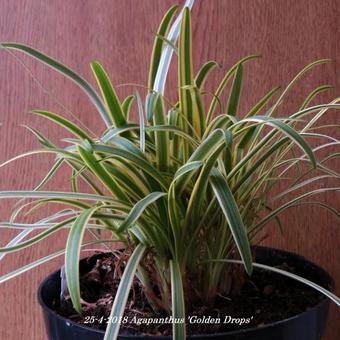 Agapanthus 'Golden Drops'