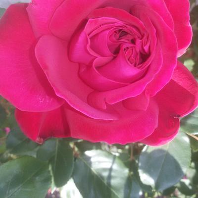 Rosa 'Mona Lisa' - 