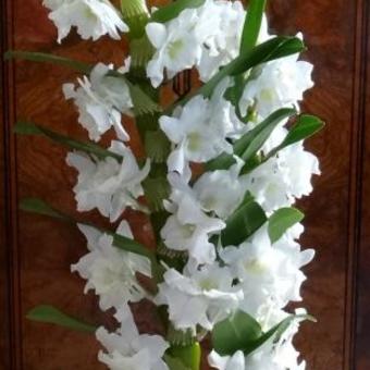 Dendrobium nobile