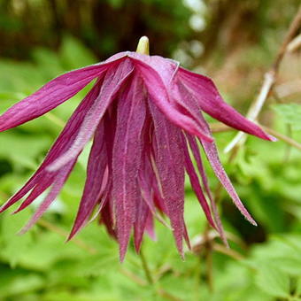 Clematis 'Octopus'