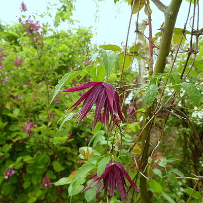 Clematis 'Octopus' - 