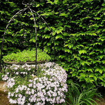 Phlox subulata 'Benita'