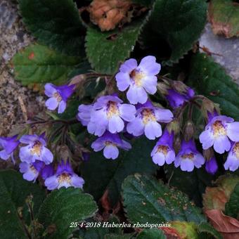 Haberlea rhodopensis