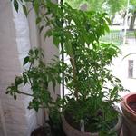 Capsicum annuum 'Little Elf' - 