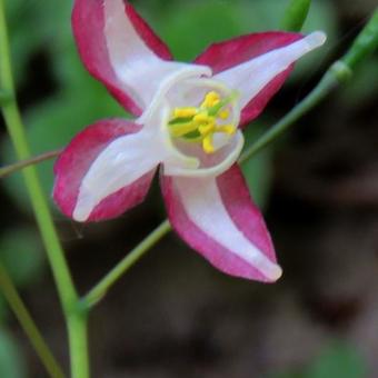 Epimedium x rubrum