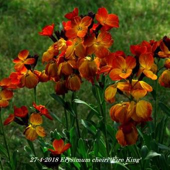 Erysimum cheiri 'Fire King'